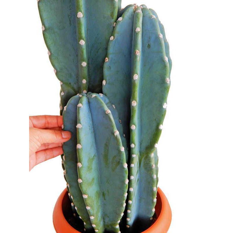 柱サボテン ヌーダム トゲなし鬼面角 ３本立ち ８号 大型商品 地域限定送料無料 代引き決済不可 Sabo Hashira Size8 緑の風yamashoku ヤフー店 通販 Yahoo ショッピング