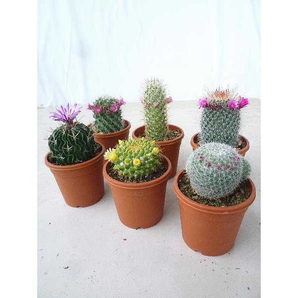 96 Off ワケあり特価品 花期終わりました 花なし株となります 花サボテン おまかせ３鉢セット 3号 2750