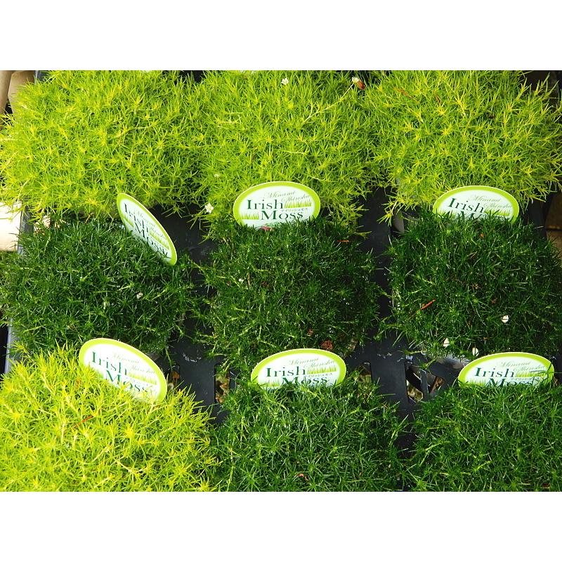 サギナ アイリッシュモス グリーン ３号 Sagina Green 緑の風yamashoku ヤフー店 通販 Yahoo ショッピング