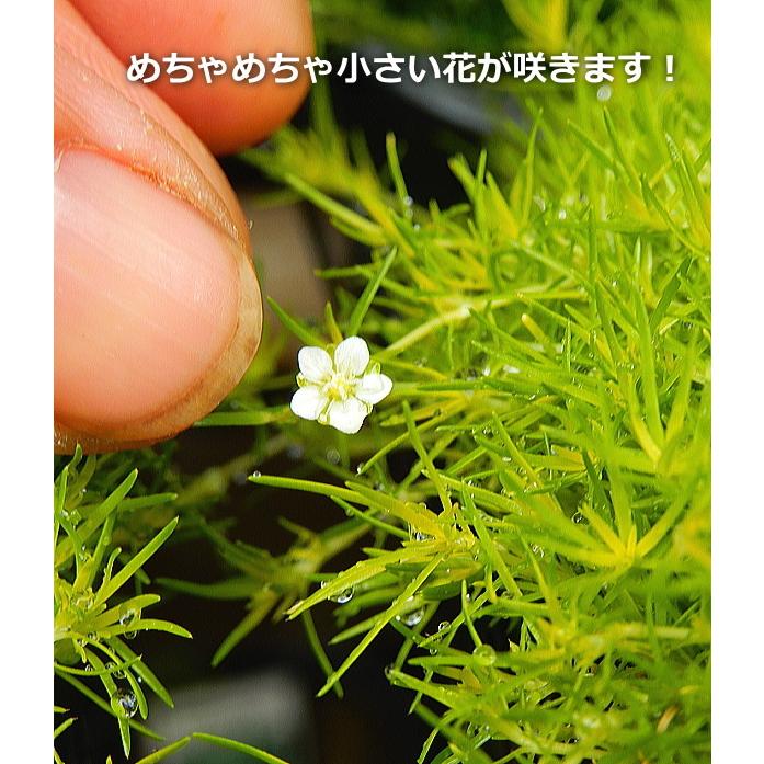 サギナ アイリッシュモス グリーン ３号 Sagina Green 緑の風yamashoku ヤフー店 通販 Yahoo ショッピング