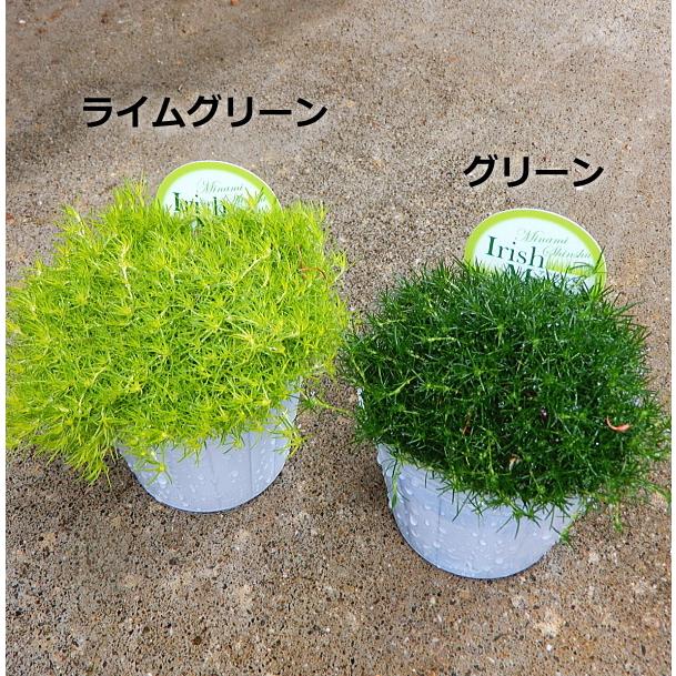 サギナ アイリッシュモス グリーン ３号 Sagina Green 緑の風yamashoku ヤフー店 通販 Yahoo ショッピング