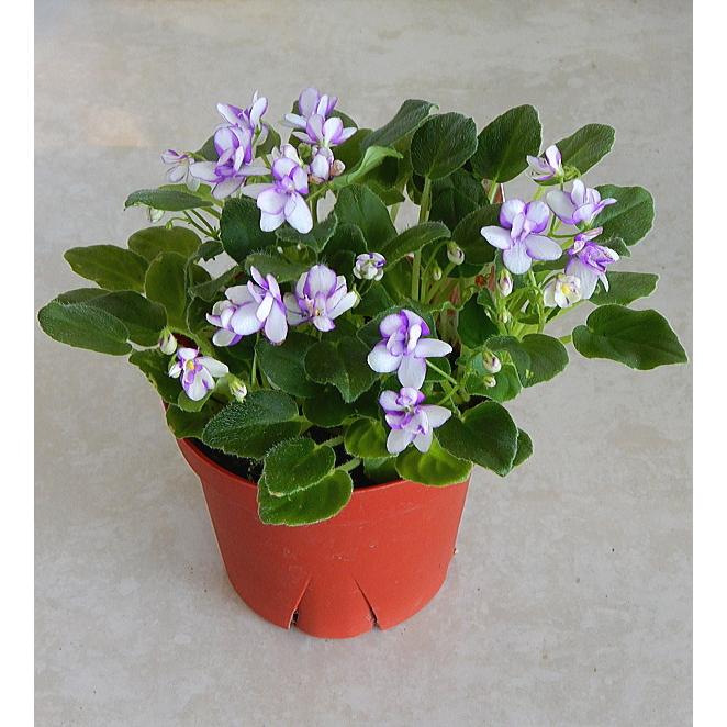 超安い品質 セントポーリア トレイル種 ２色咲き 3 5号