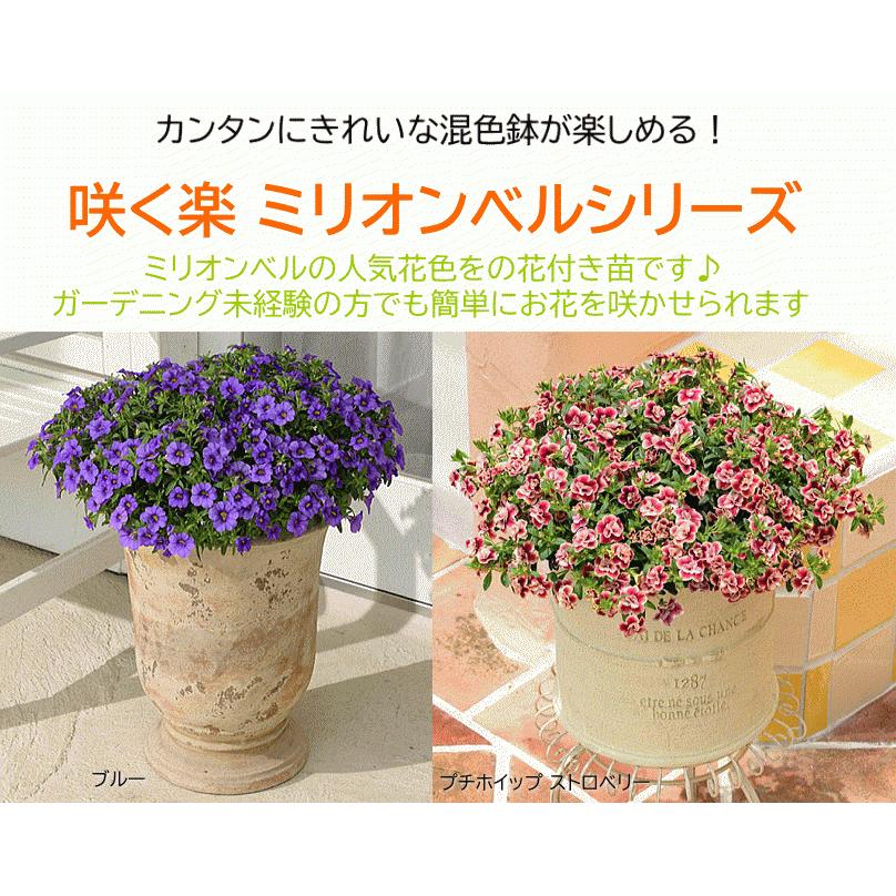 240円 スピード対応 全国送料無料 咲く楽ミリオンベル ブルー 花付き苗 3 5号 サントリーフラワーズ