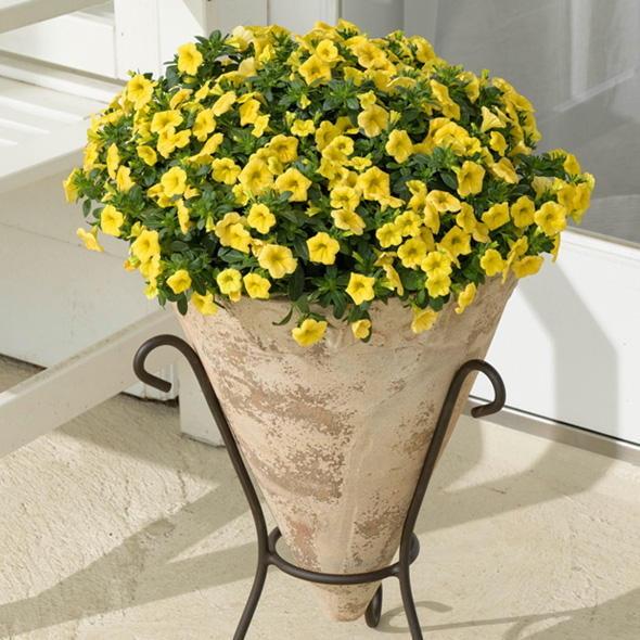 240円 最大72 オフ 咲く楽ミリオンベル イエロー 花付き苗 3 5号 サントリーフラワーズ