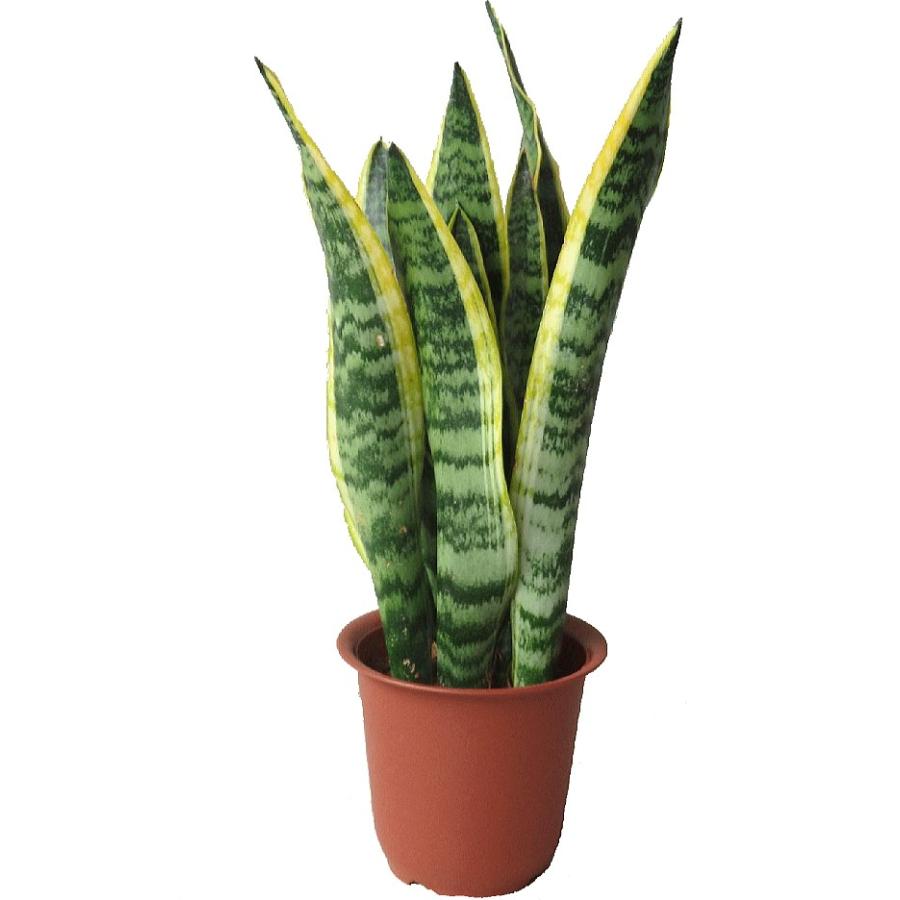 ファッションなデザイン サンスベリア ローレンチ 4号 人気