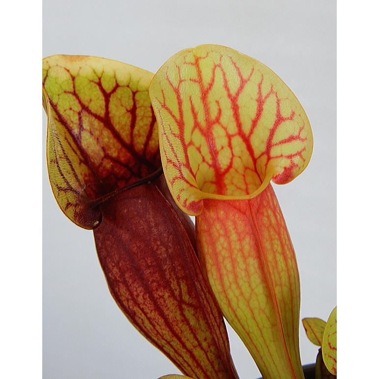 食虫植物 サラセニア レウコフィラ ドラキュラ ４号 Sarracenia Dracula 緑の風yamashoku ヤフー店 通販 Yahoo ショッピング