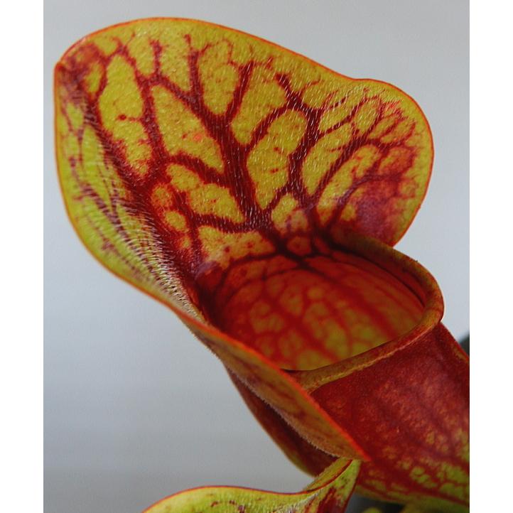 食虫植物 サラセニア レウコフィラ ドラキュラ ４号 Sarracenia Dracula 緑の風yamashoku ヤフー店 通販 Yahoo ショッピング