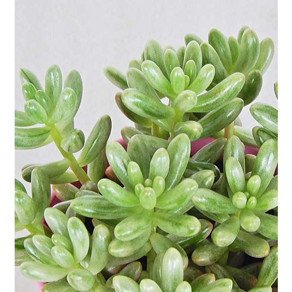 多肉植物 オーロラ セダム 2 5号 Sedamu Aurora Size2 5 緑の風yamashoku ヤフー店 通販 Yahoo ショッピング