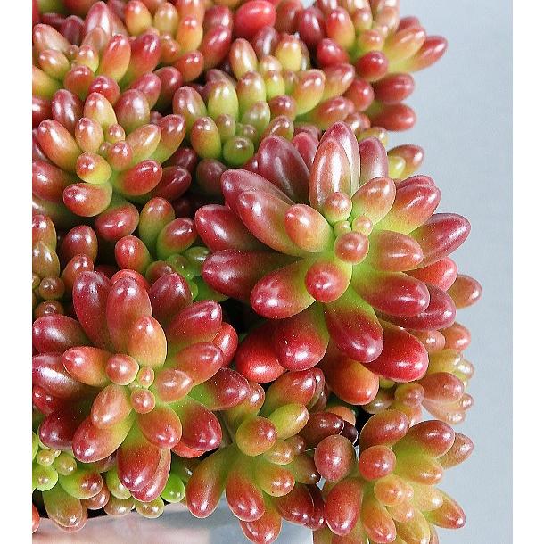 多肉植物 虹の玉 セダム 2 5 3号 今回入荷分は赤く色づいていません Sedamu Nijiniotama 緑の風yamashoku ヤフー店 通販 Yahoo ショッピング