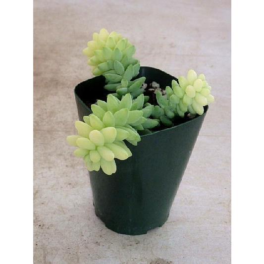 多肉植物 新玉つづり セダム ３号ロングポット Sedamu Sinntamatudur 緑の風yamashoku ヤフー店 通販 Yahoo ショッピング