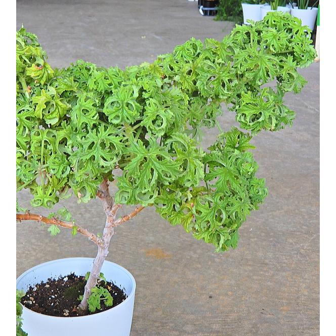 センテッドゼラニウム ボントローサイ 5号 盆栽ゼラニウム ツリーゼラニウム Senntextudogeranium Bonntoroosai 緑の風yamashoku ヤフー店 通販 Yahoo ショッピング