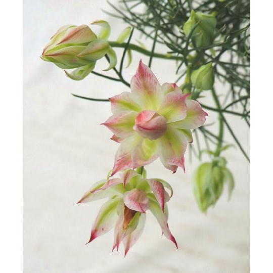 プロティア ジョーイセルリア Pretty N Pink ５号鉢 Seruria Pretty P6 緑の風yamashoku ヤフー店 通販 Yahoo ショッピング