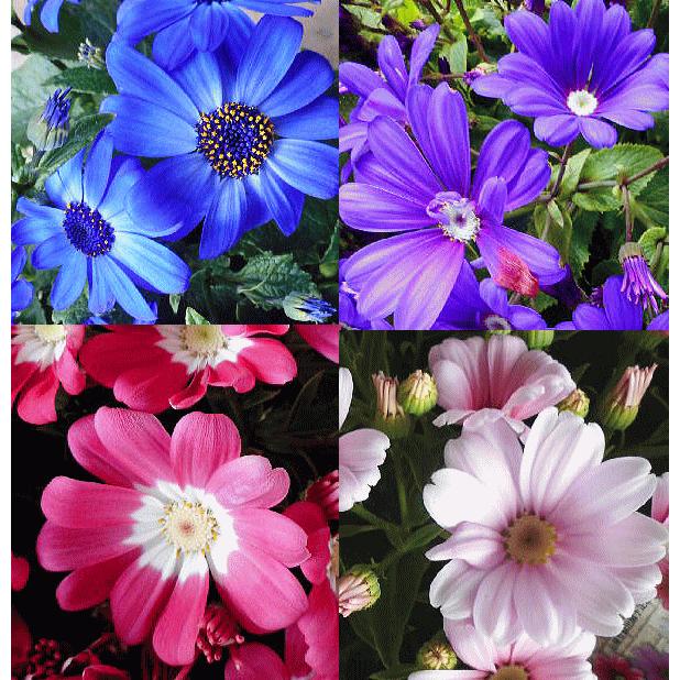 サイネリア 5鉢セット 5号 花鉢 セット販売 まとめ買い Set Cineraria Size5 緑の風yamashoku ヤフー店 通販 Yahoo ショッピング