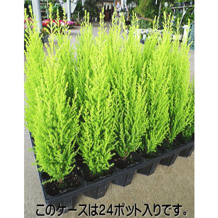 コニファー ゴールドクレスト ウィルマ 6ポットセット 2 5 3号 庭木 セット販売 まとめ買い ガーデン苗 Set Conifer Wilma 5 緑の風yamashoku ヤフー店 通販 Yahoo ショッピング