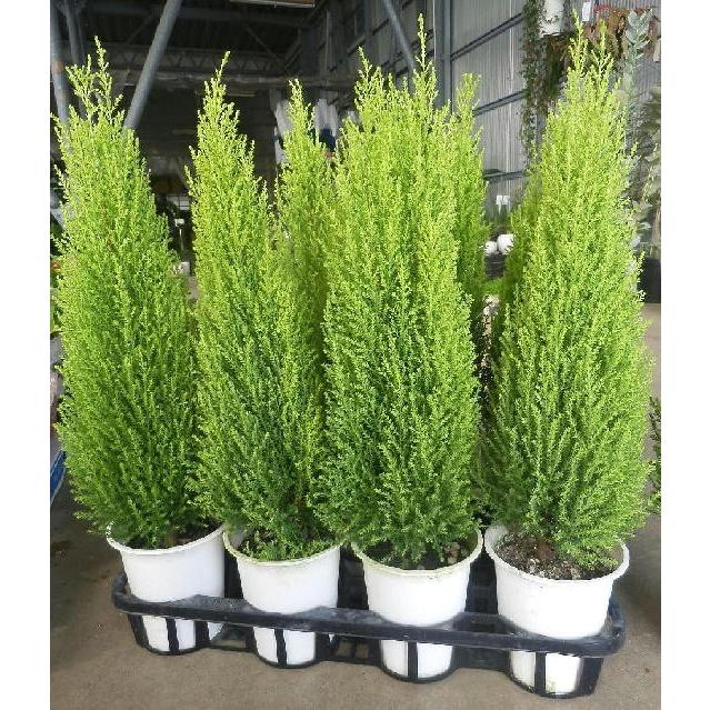 コニファー ゴールドクレスト ウィルマ 5鉢セット 4号 庭木 セット販売 まとめ買い ガーデン苗 Set Conifer Wilma4 5 緑の風yamashoku ヤフー店 通販 Yahoo ショッピング