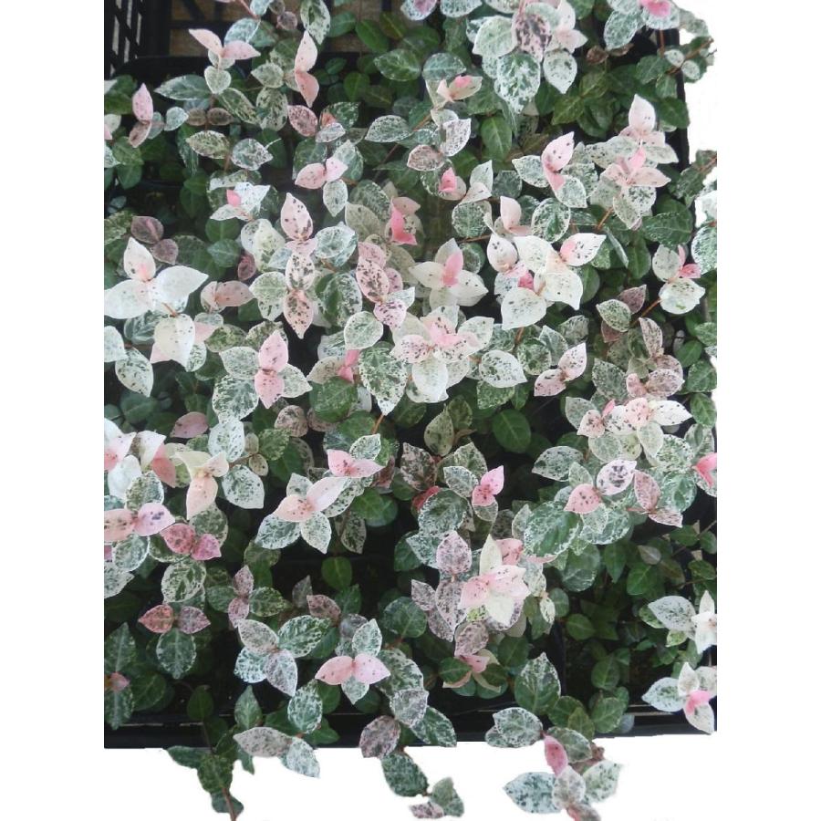 ハツユキカズラ 初雪かずら 12ポットセット 3号 グラウンドカバー ガーデン苗 セット販売 まとめ買い Set Hatuyuki 12 緑の風yamashoku ヤフー店 通販 Yahoo ショッピング