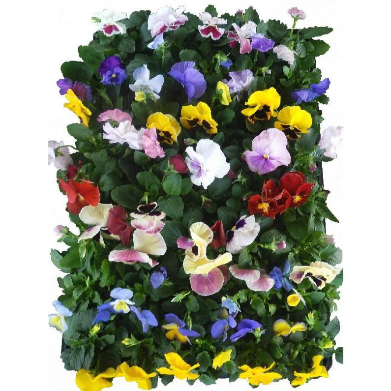 パンジー 24ポットセット 3号 花苗 セット販売 まとめ買い Set Pansy 緑の風yamashoku ヤフー店 通販 Yahoo ショッピング