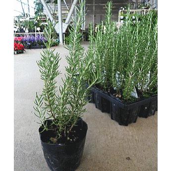 ローズマリー 立ち性 5ポットセット 3 5号 特選ハーブ苗セット販売 まとめ買い Set Rosemary Stand 5 緑の風yamashoku ヤフー店 通販 Yahoo ショッピング