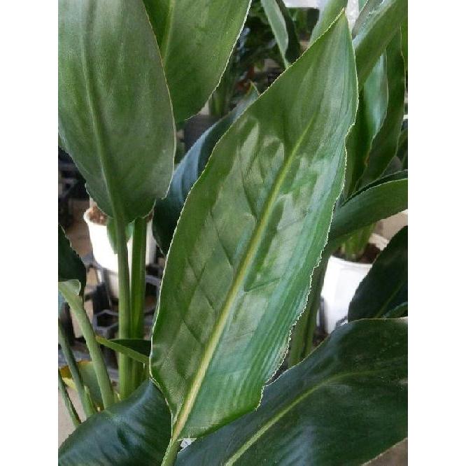 ストレリチア レギネ 極楽鳥花 5鉢セット 4号 観葉鉢セット販売 お得なまとめ買い 観葉植物 Set Strelitzia Reginae 5 緑の風yamashoku ヤフー店 通販 Yahoo ショッピング