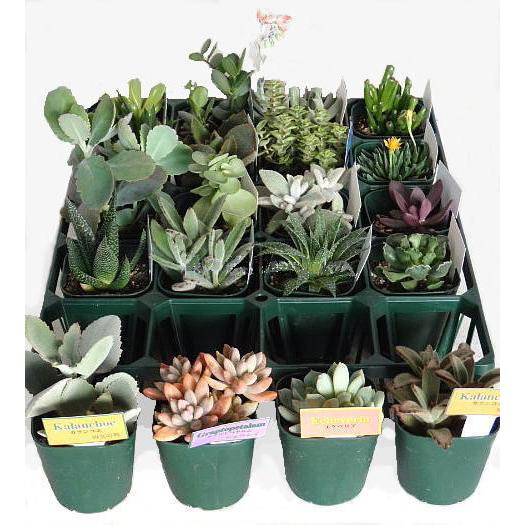 多肉植物 ミックス ポットセット 3号硬質ポット 特選多肉苗セット販売 人気no 1