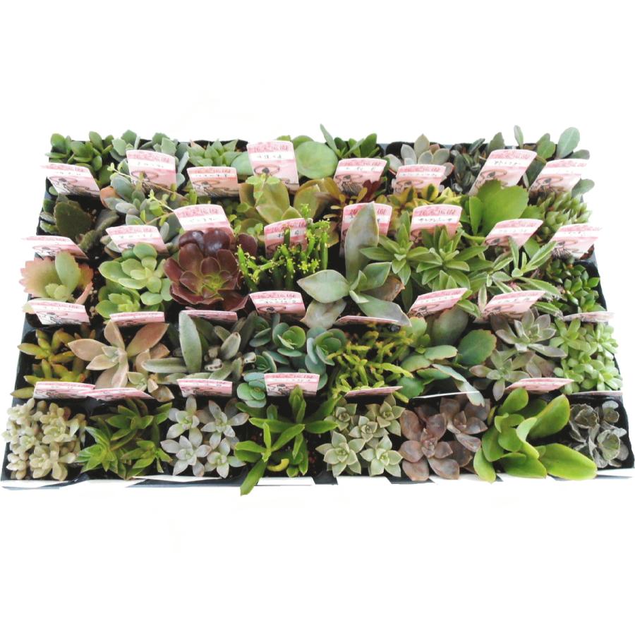 日本産 多肉植物 ミックス 40ポットセット 2 5号 多肉苗セット販売 まとめ買い 全商品オープニング価格特別価格 Www Muslimaidusa Org