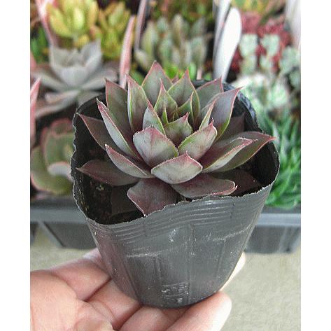 多肉植物 ミックス 40ポットセット 2 5号 送料無料 多肉苗セット販売 まとめ買い Set Taniku Size2point5 40 緑の風yamashoku ヤフー店 通販 Yahoo ショッピング