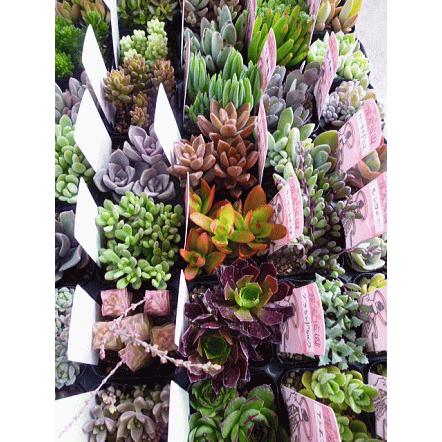 多肉植物 ミックス 40ポットセット 2 5号 送料無料 多肉苗セット販売 まとめ買い Set Taniku Size2point5 40 緑の風yamashoku ヤフー店 通販 Yahoo ショッピング