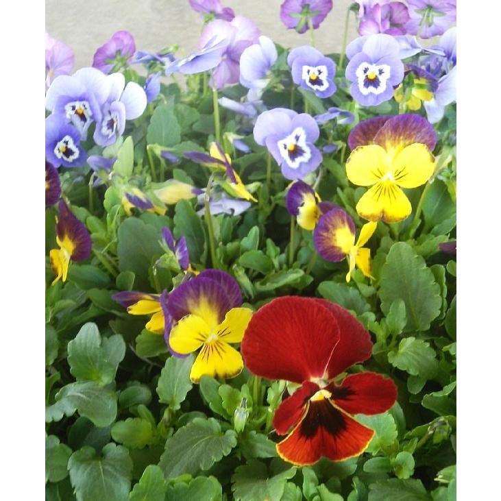 ビオラ 24ポットセット 特選花苗 3号 セット販売 まとめ買い Set Viola 緑の風yamashoku ヤフー店 通販 Yahoo ショッピング