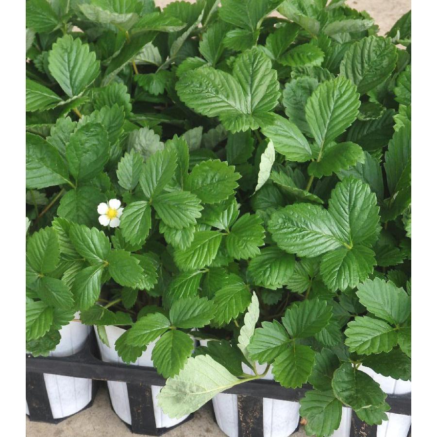 ワイルドストロベリー 24ポットセット 3号 果実の苗 ハーブ 苗 セット販売 まとめ買い 見事な