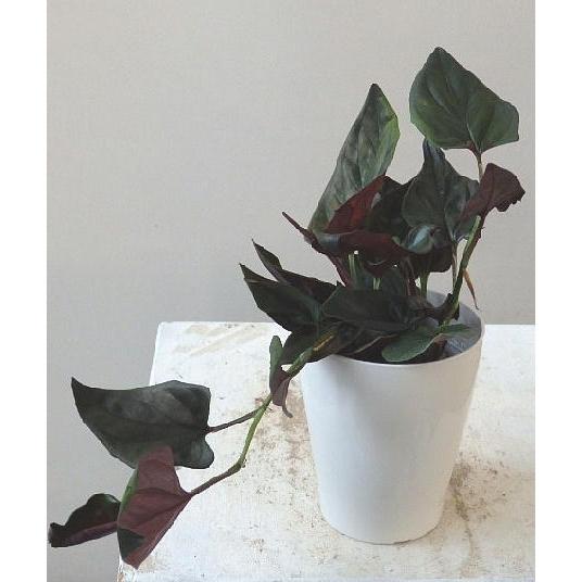 シンゴニウム チョコレート ４号 Sinngoniumu Chocolate 緑の風yamashoku ヤフー店 通販 Yahoo ショッピング