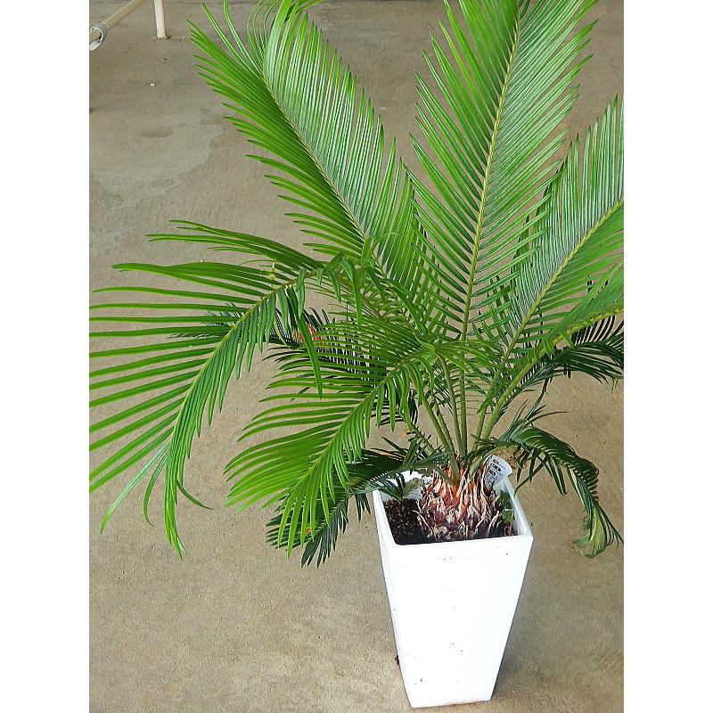 ソテツ 蘇鉄 ６号角鉢 Sotetu 5 緑の風yamashoku ヤフー店 通販 Yahoo ショッピング