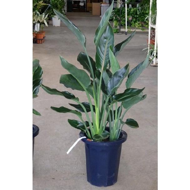 ストレリチア レギネ ３株植え ゴクラクチョウカ ８号 観葉植物 同梱不可 Strelitzia Reginae Size8 緑の風yamashoku ヤフー店 通販 Yahoo ショッピング