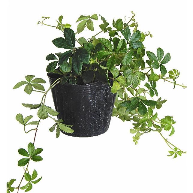 シッサス シュガーバイン 3号 観葉植物 人気 Sugarvine Size3 緑の風yamashoku ヤフー店 通販 Yahoo ショッピング