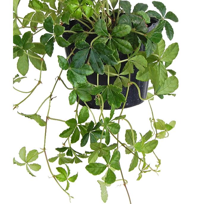 シッサス シュガーバイン 3号 観葉植物 人気 Sugarvine Size3 緑の風yamashoku ヤフー店 通販 Yahoo ショッピング