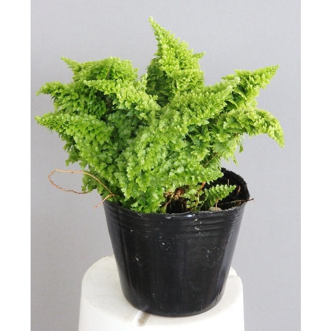 スコッチモス ３号 Sukoxtuchimosu Size3 緑の風yamashoku ヤフー店 通販 Yahoo ショッピング