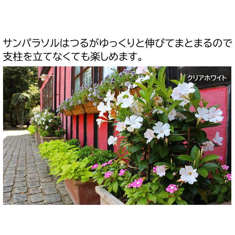 マンデビラ サンパラソル クリアホワイト 3号 サントリーフラワーズ Sunparasol Clearwhite 緑の風yamashoku ヤフー店 通販 Yahoo ショッピング