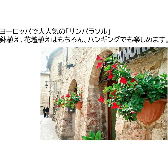 マンデビラ サンパラソル クリアホワイト 3号 サントリーフラワーズ Sunparasol Clearwhite 緑の風yamashoku ヤフー店 通販 Yahoo ショッピング