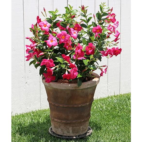 マンデビラ サンパラソル ルージュ 3号 サントリーフラワーズ Sunparasol Rouge 緑の風yamashoku ヤフー店 通販 Yahoo ショッピング