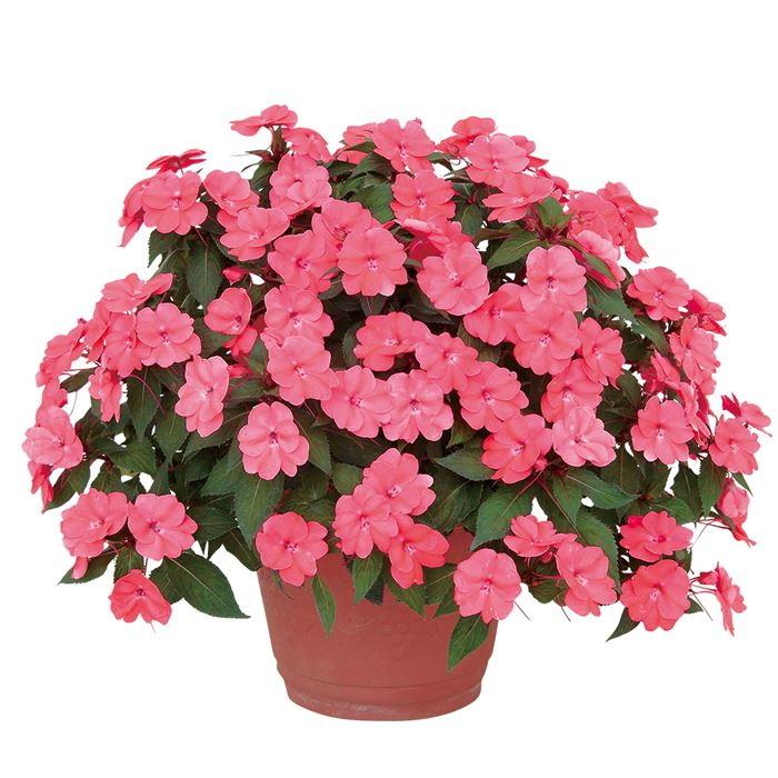 サンパチェンス シェルピンク 3 5号 サカタのタネ Sunpatience Shellpink 緑の風yamashoku ヤフー店 通販 Yahoo ショッピング