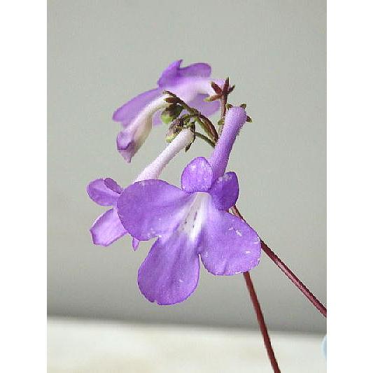 ストレプトカーパス サクソルム系 パープル系花 2 5号 Sutoreputo Purple1 緑の風yamashoku ヤフー店 通販 Yahoo ショッピング