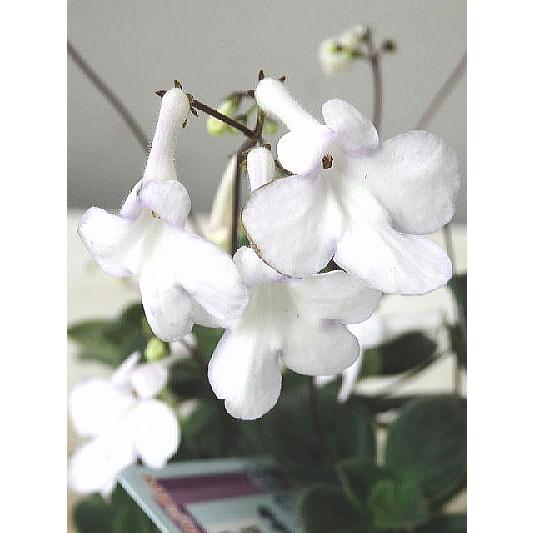 ストレプトカーパス サクソルム系 ホワイト系花 2 5号 Sutoreputo Sakuso1 緑の風yamashoku ヤフー店 通販 Yahoo ショッピング