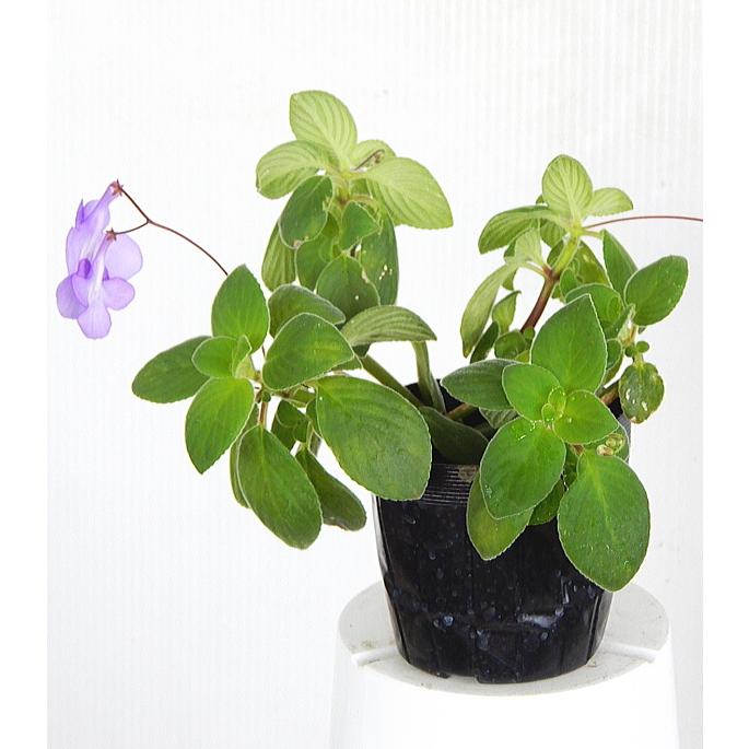 ストレプトカーパス サクソルム系 パープル系花 ３ ５号 Sutoreputo Sakuso2 緑の風yamashoku ヤフー店 通販 Yahoo ショッピング