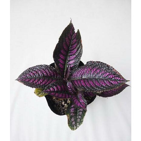 ストロビランテス ディエリアナ ２ ５ ３号 Sutorobiranntesu 緑の風yamashoku ヤフー店 通販 Yahoo ショッピング