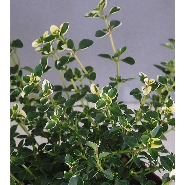 フォックスリータイム ２ ５号 Taimu Foxtukusuri 緑の風yamashoku ヤフー店 通販 Yahoo ショッピング