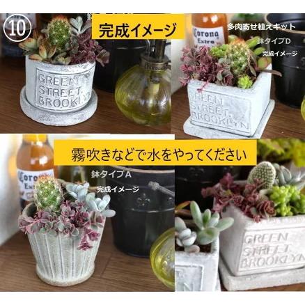 多肉植物の寄せ植えキット 鉢タイプｅ 角型鉢 グレー系 鉢と土と多肉植物３種とサボテン１種のセット 何が入っているかは届いてからのお楽しみ Taniku Kite 緑の風yamashoku ヤフー店 通販 Yahoo ショッピング