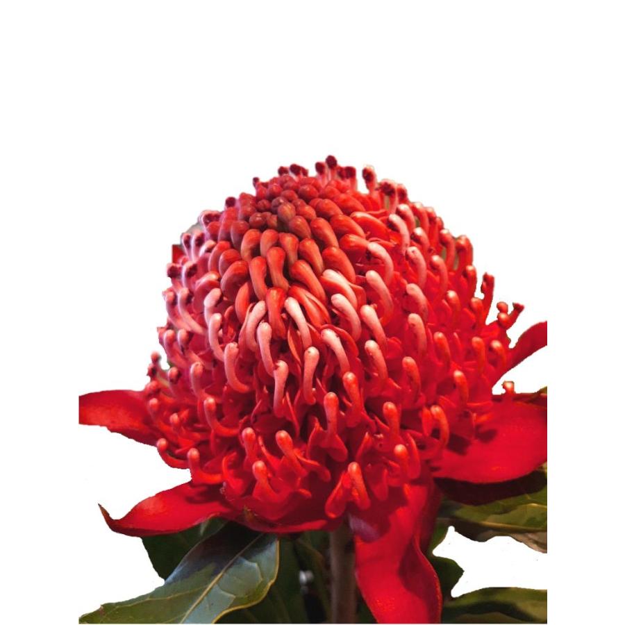 テロペア シャディ レディ レッド ７号 Telopea Shady Raday Red 緑の風yamashoku ヤフー店 通販 Yahoo ショッピング