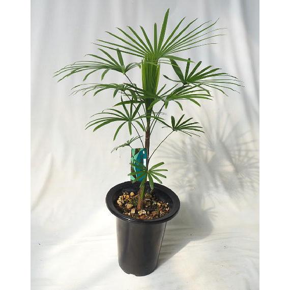 雲南姫棕櫚竹 ウンナンヒメシュロチク ５ ５ ５号 Unnnansiyurochiku Saize5 緑の風yamashoku ヤフー店 通販 Yahoo ショッピング