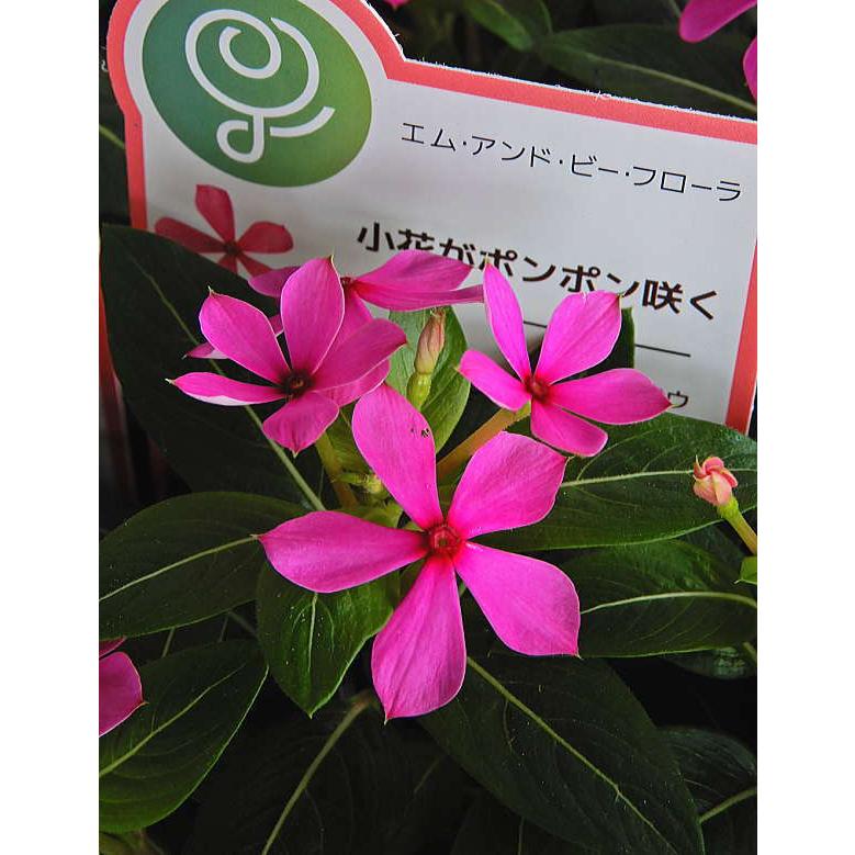ビンカ 夏花火 ライラック 3 3 5号 Vinca Natuhanabi Lilac 緑の風yamashoku ヤフー店 通販 Yahoo ショッピング