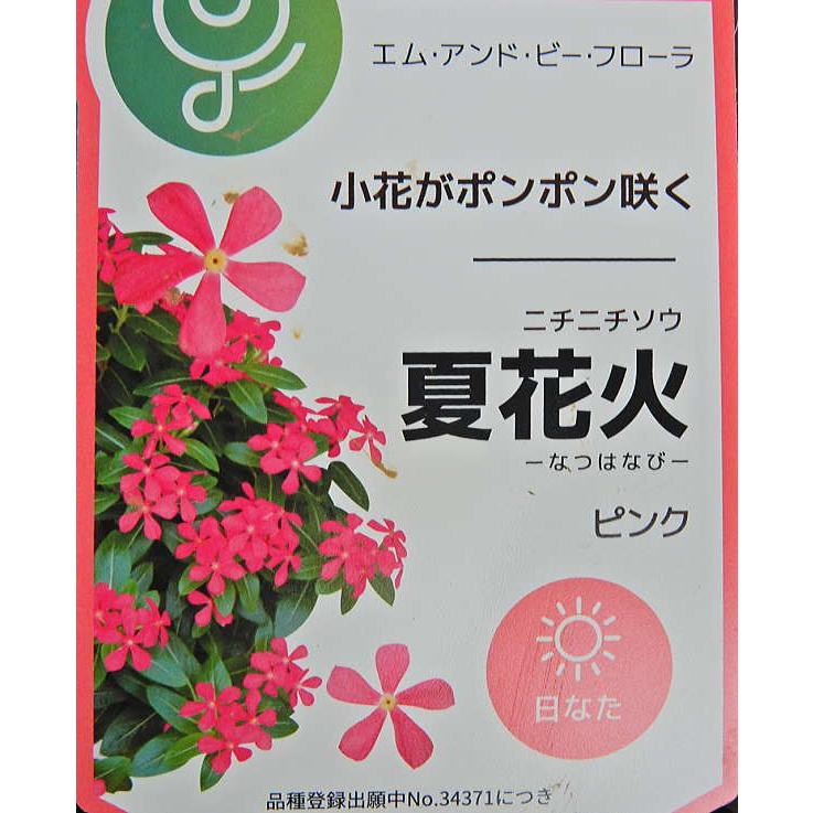 ビンカ 夏花火 ピンク 3 3 5号 Vinca Natuhanabi Pink 緑の風yamashoku ヤフー店 通販 Yahoo ショッピング