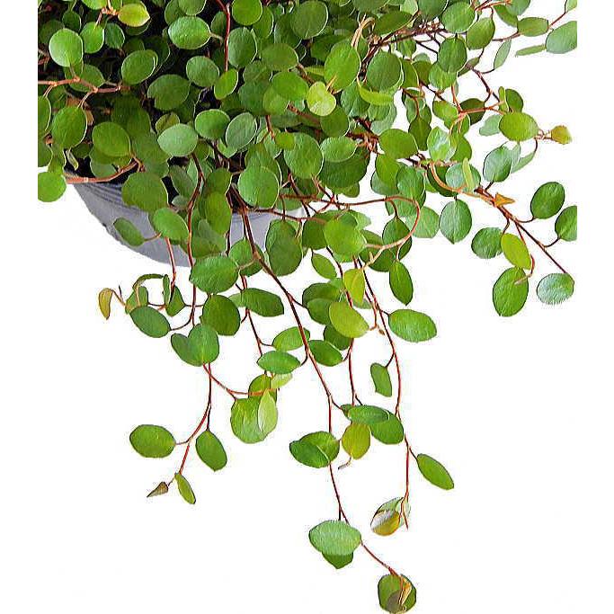 ワイヤープランツ 3号 観葉植物 人気 Wireplants Size3 緑の風yamashoku ヤフー店 通販 Yahoo ショッピング